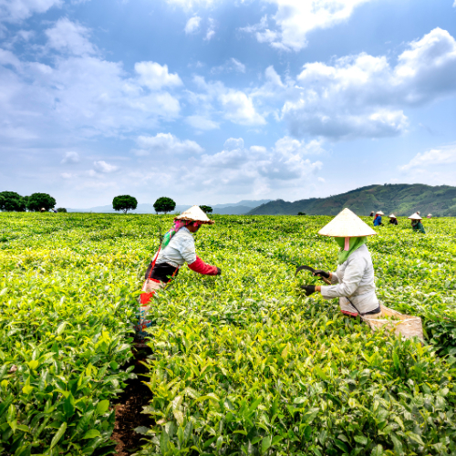 Nông nghiệp